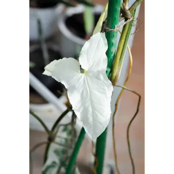 White Syngonium